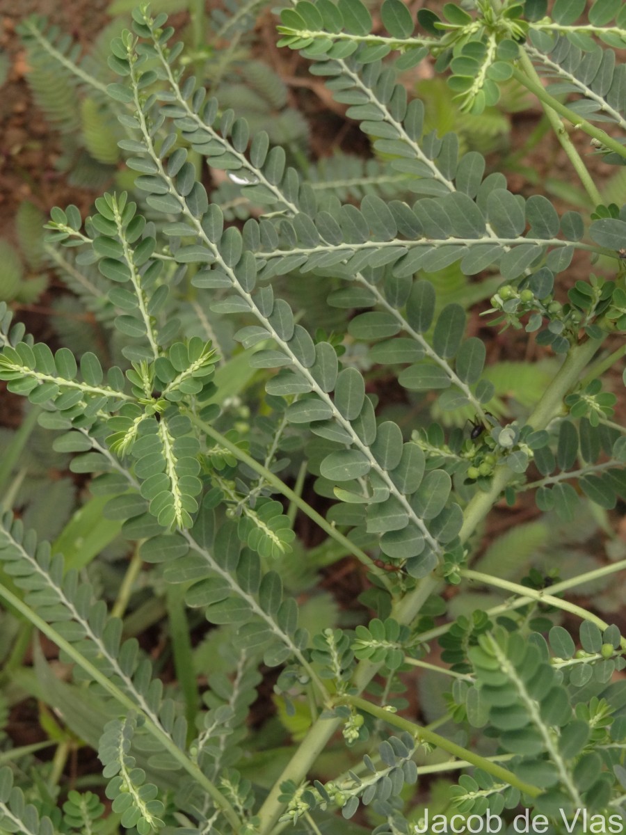 Phyllanthus amarus Schumach. & Thonn.